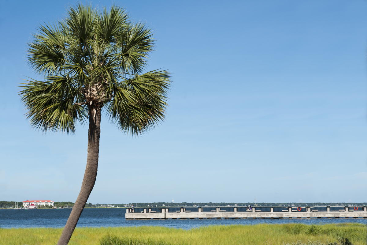 Sabal palm on Charleston Bay is different, just like Sabal Group