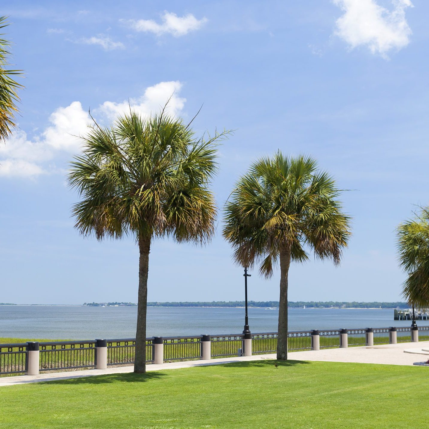 Sabal palm trees on the Carolina coast