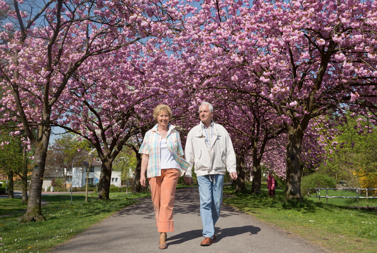Active senior couple walking under blooming cherry trees