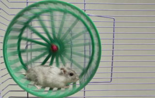 a hamster runs on a green hamster wheel