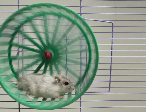 Getting Off the Marketing Hamster Wheel