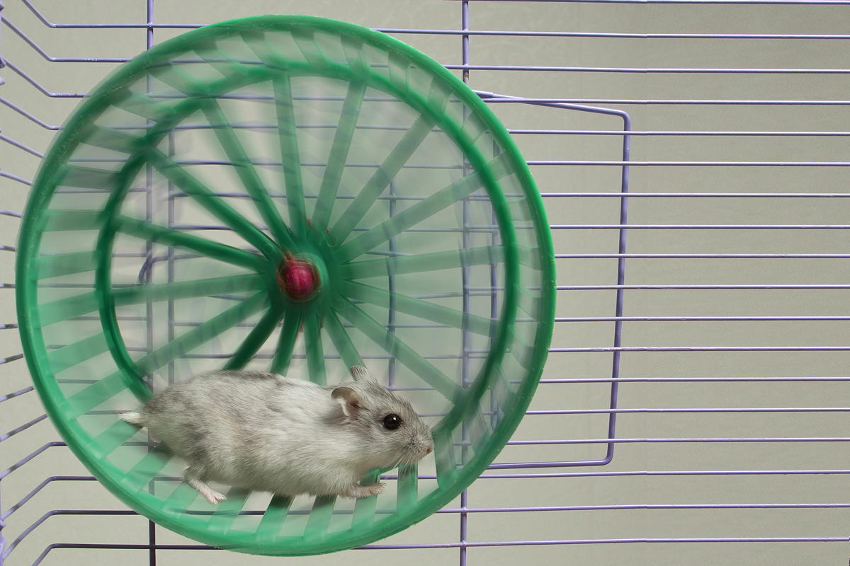 a hamster runs on a green hamster wheel