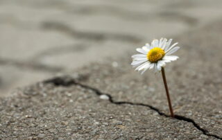 a daisy growing in a crack in the asphalt is a metaphor for resilience