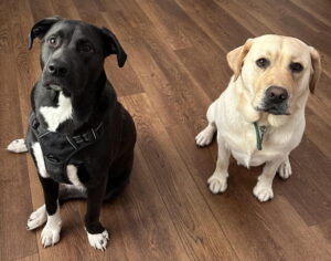 Lucy and Lucky are labs that belong to Maribeth